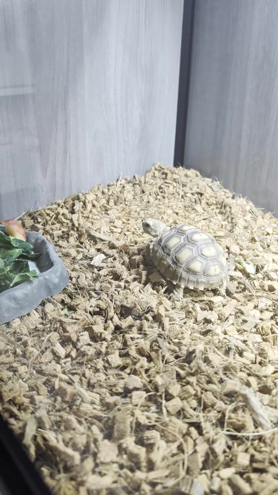 Tortoise reptiles for sale: Sulcata and enclosure  - Video 1