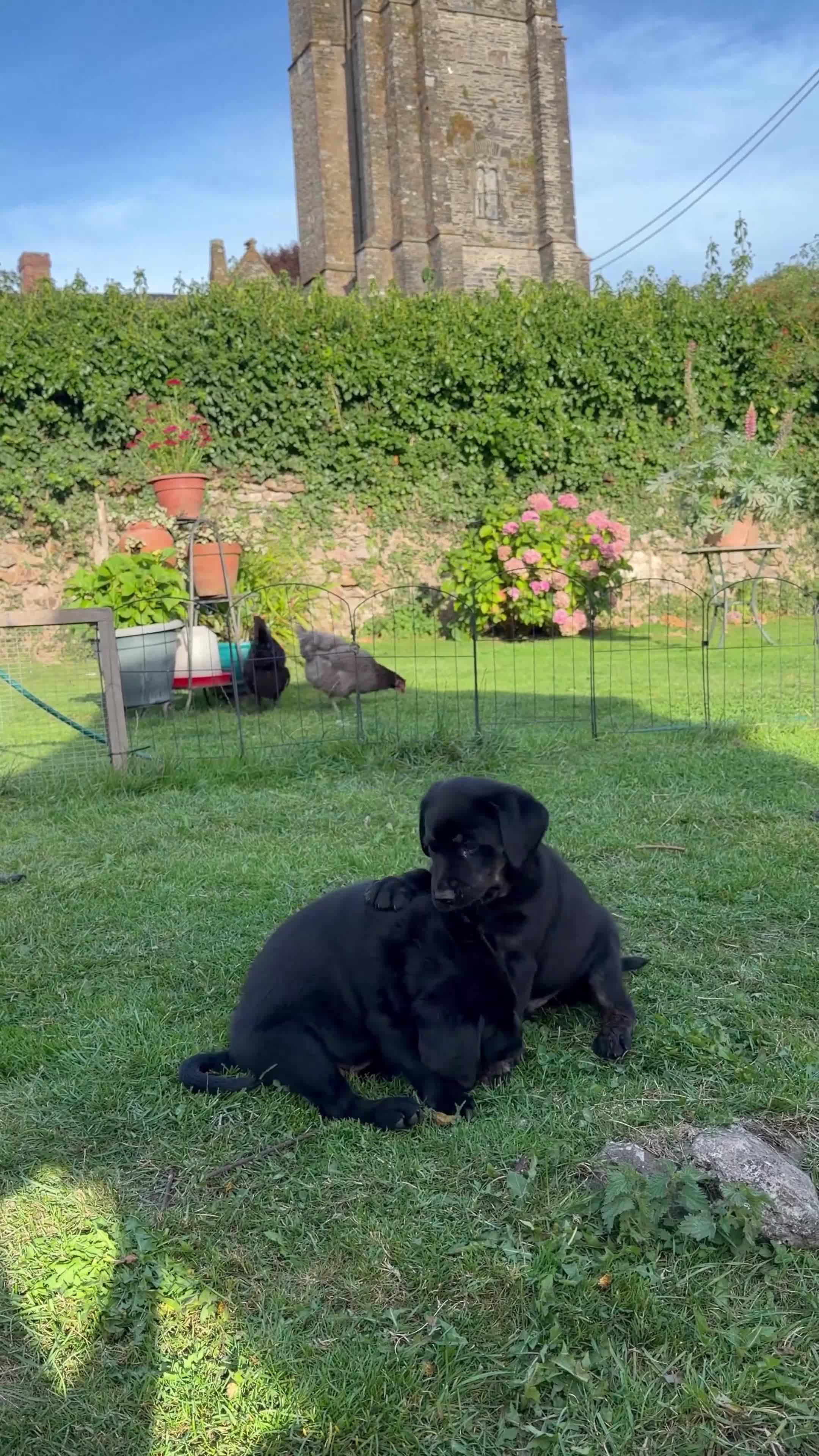 Mixed Breed dogs for sale: Labahoula x Collie-Lab puppies  - Video 1