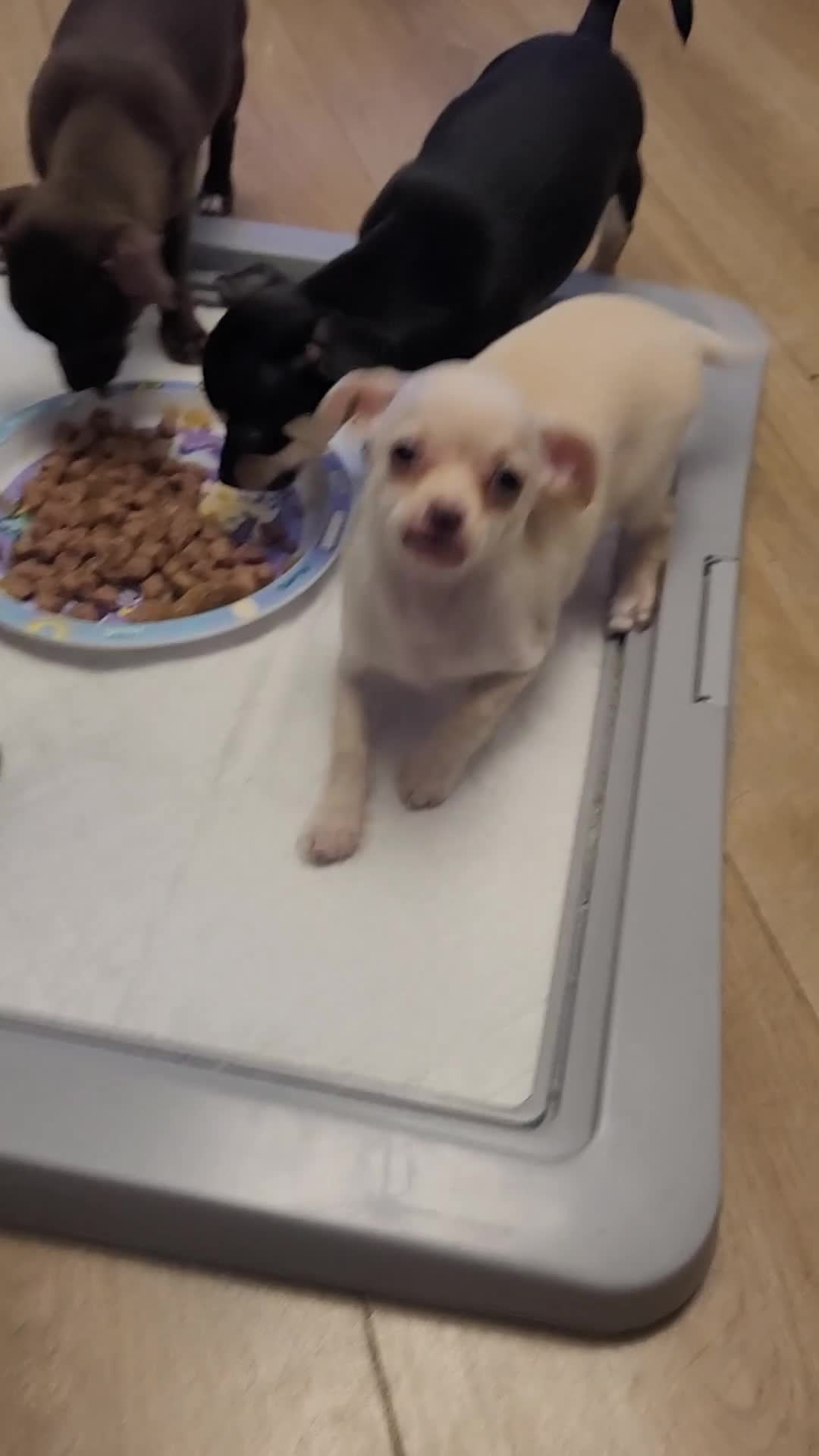 Chihuahua dogs for sale: Ready now - Video 2