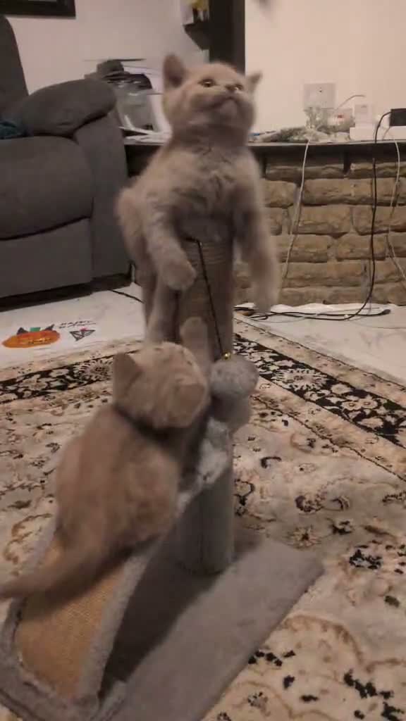 British Shorthair cats for sale: British shorthair - Video 1