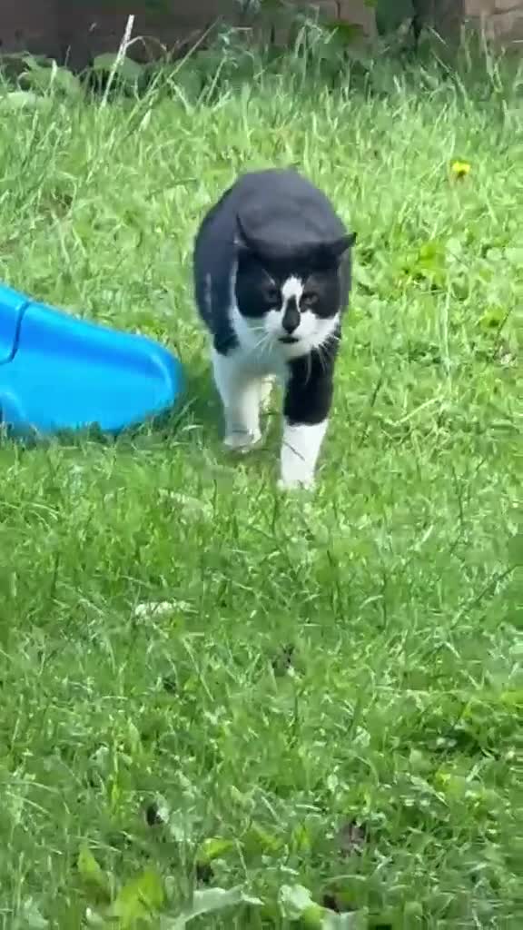 British Shorthair cats for sale: Whiskey  - Video 2