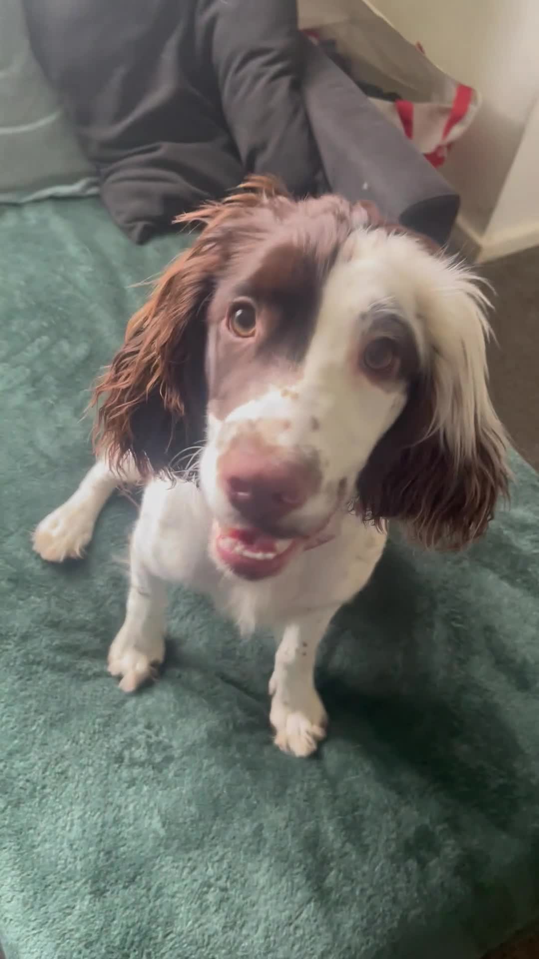 English Springer Spaniel dogs for sale: English springer spaniel - Video 1