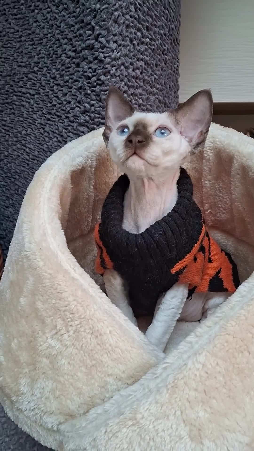 Devon Rex cats for sale: Nico boy with blue eyes - Video 2