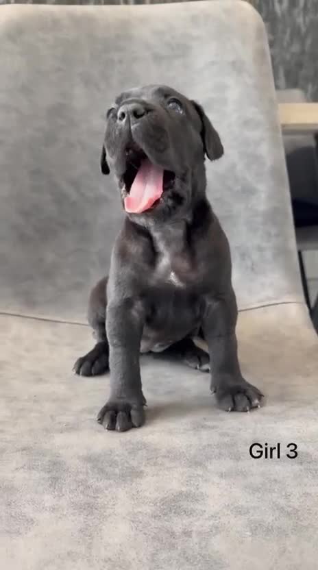 Cane Corso dogs for sale: Ready to collect Exceptional Cane Corso puppies   - Video 5
