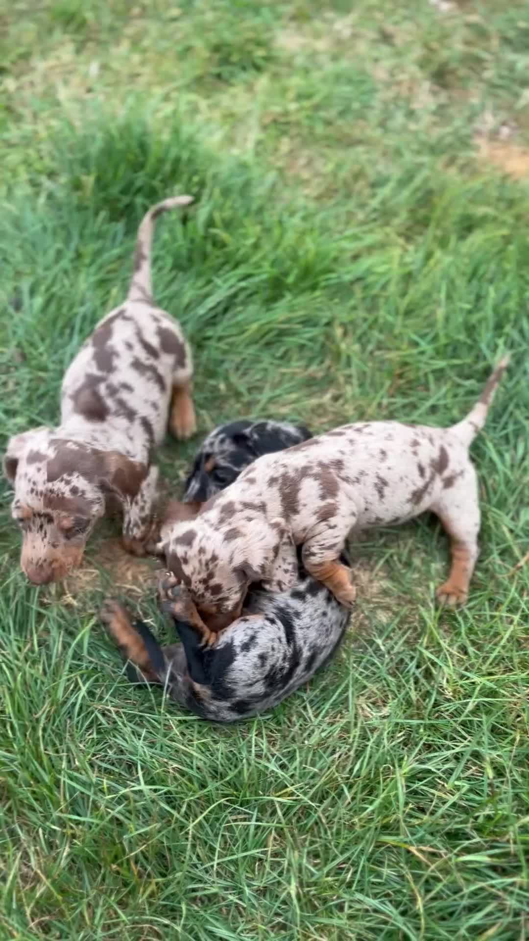 Miniature Dachshund dogs for sale: Minature smooth haired pups from pedigree parents - Video 1