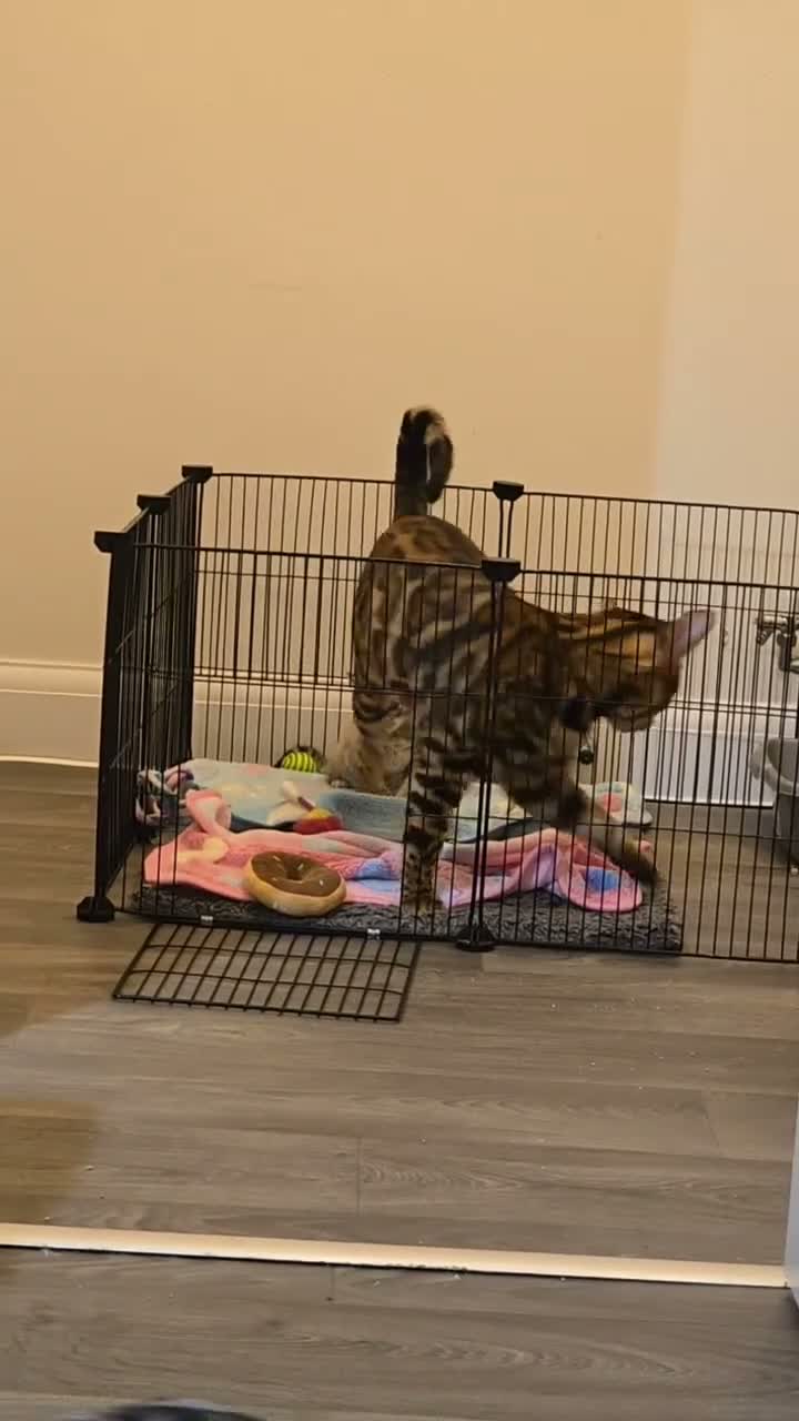 Bengal cats for sale: Championship F6 Beautiful Bengal Kittens ❤️ - Video 1