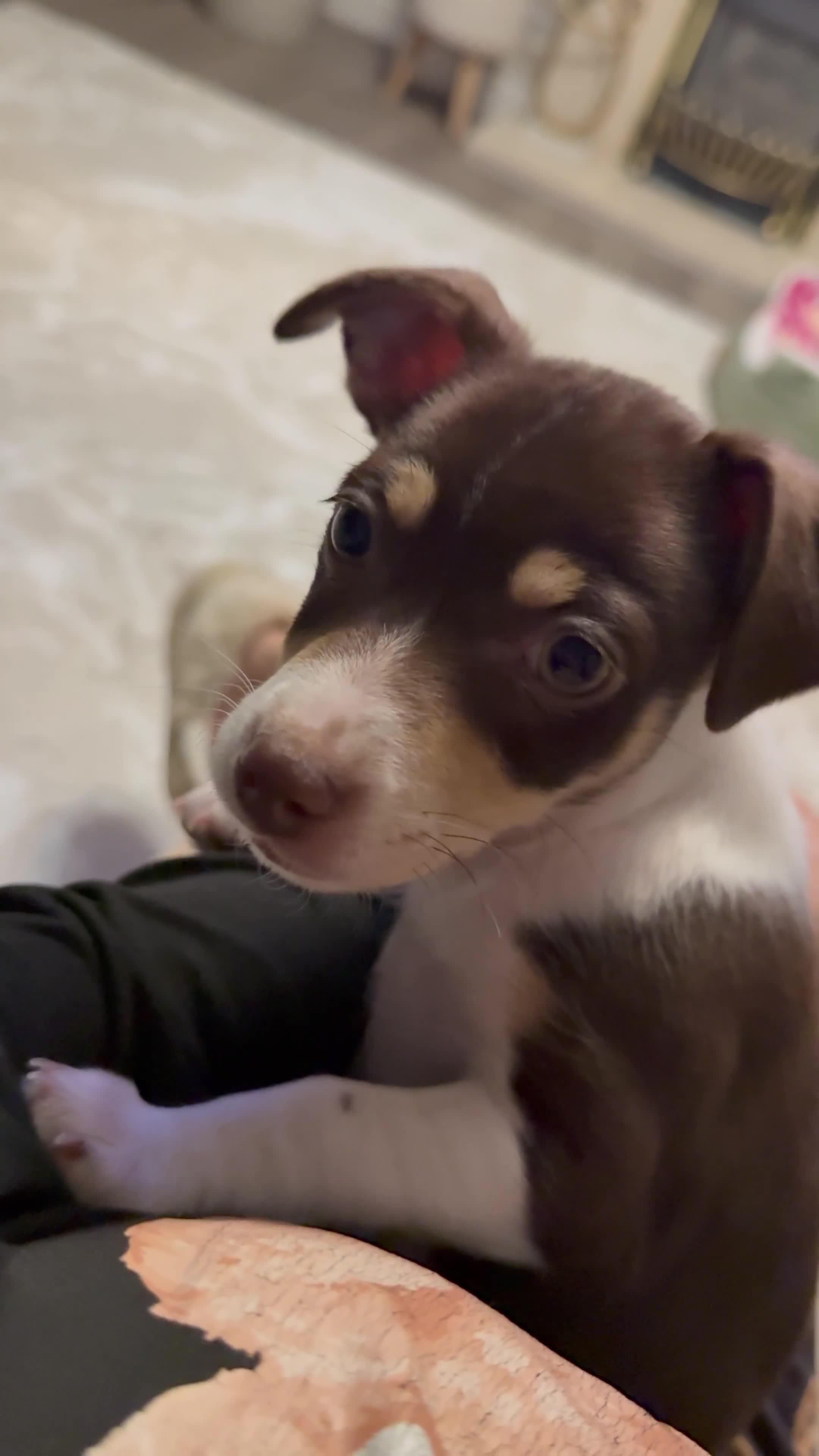 Jack Russell dogs for sale: Female Jack Russel selling due to getting pregnant - Video 1