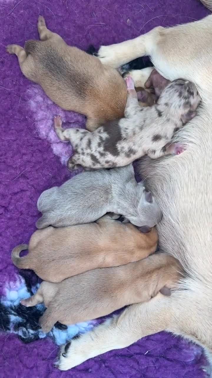 Chihuahua dogs for sale: 💖 Stunning chihuahua puppies 💖 - Video 1