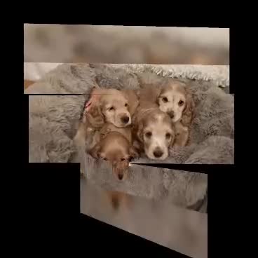 Cocker Spaniel dogs for sale: Show Cocker Spaniel  - Video 2