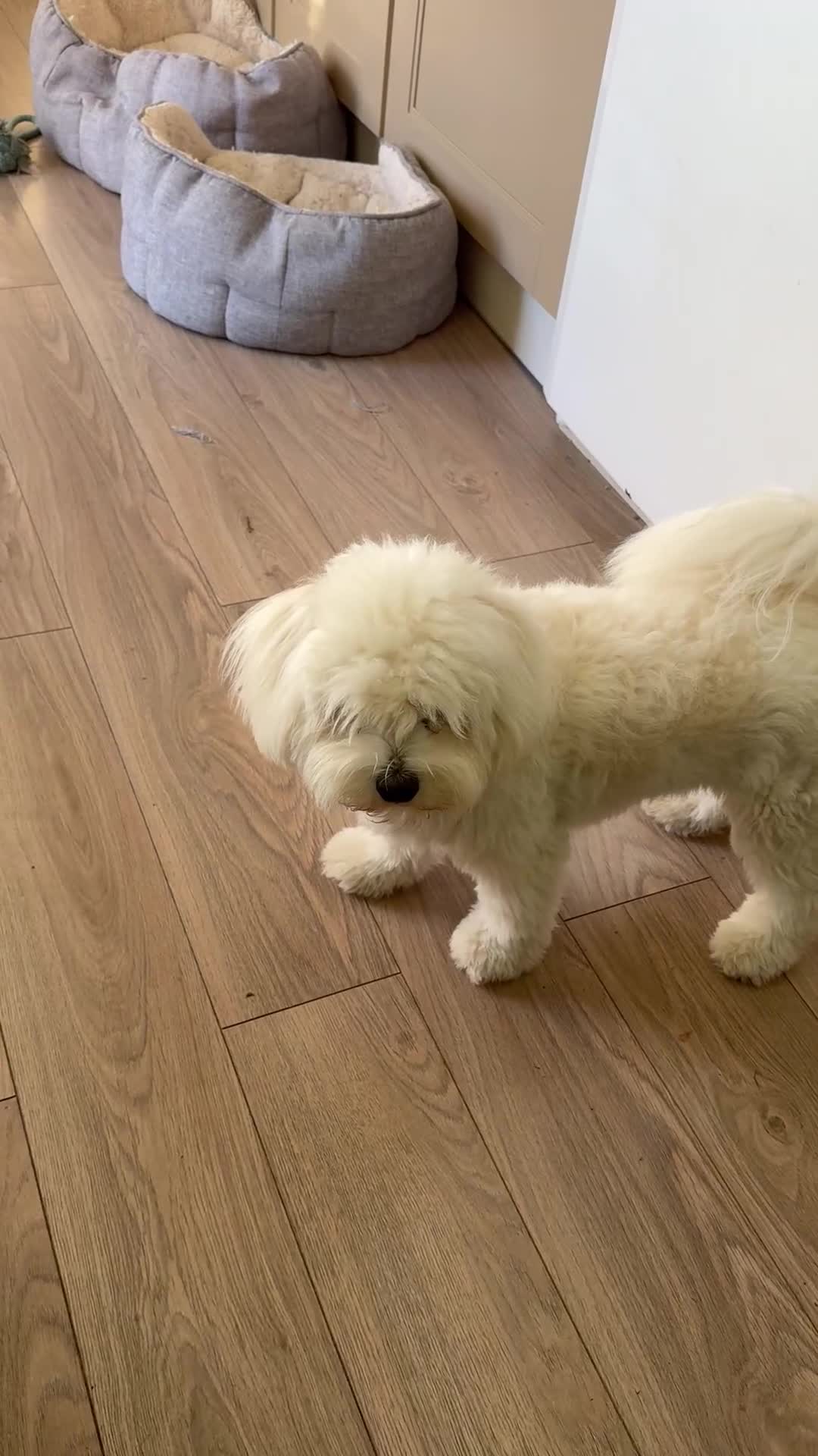 Bichon Frise dogs for sale: Bichion Frise 10months Girl - Video 1
