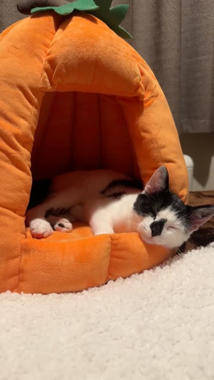 Domestic Shorthair cats for sale: Black and White Male Cat. - Video 1