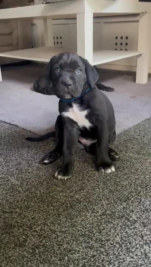 Cane Corso dogs for sale: Cane Corso Pups for Sale  - Video 2
