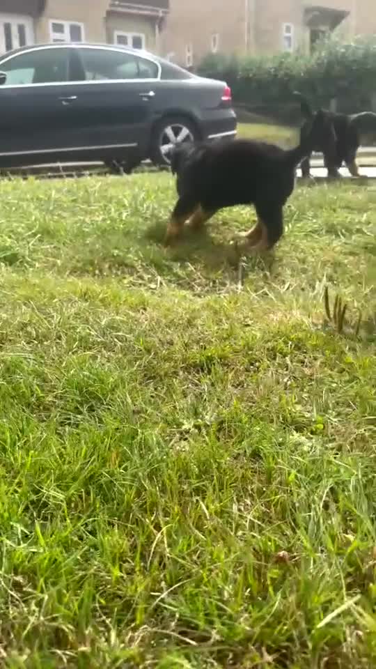 Rottweiler dogs for sale: Rottweiler Girl pup - Video 1