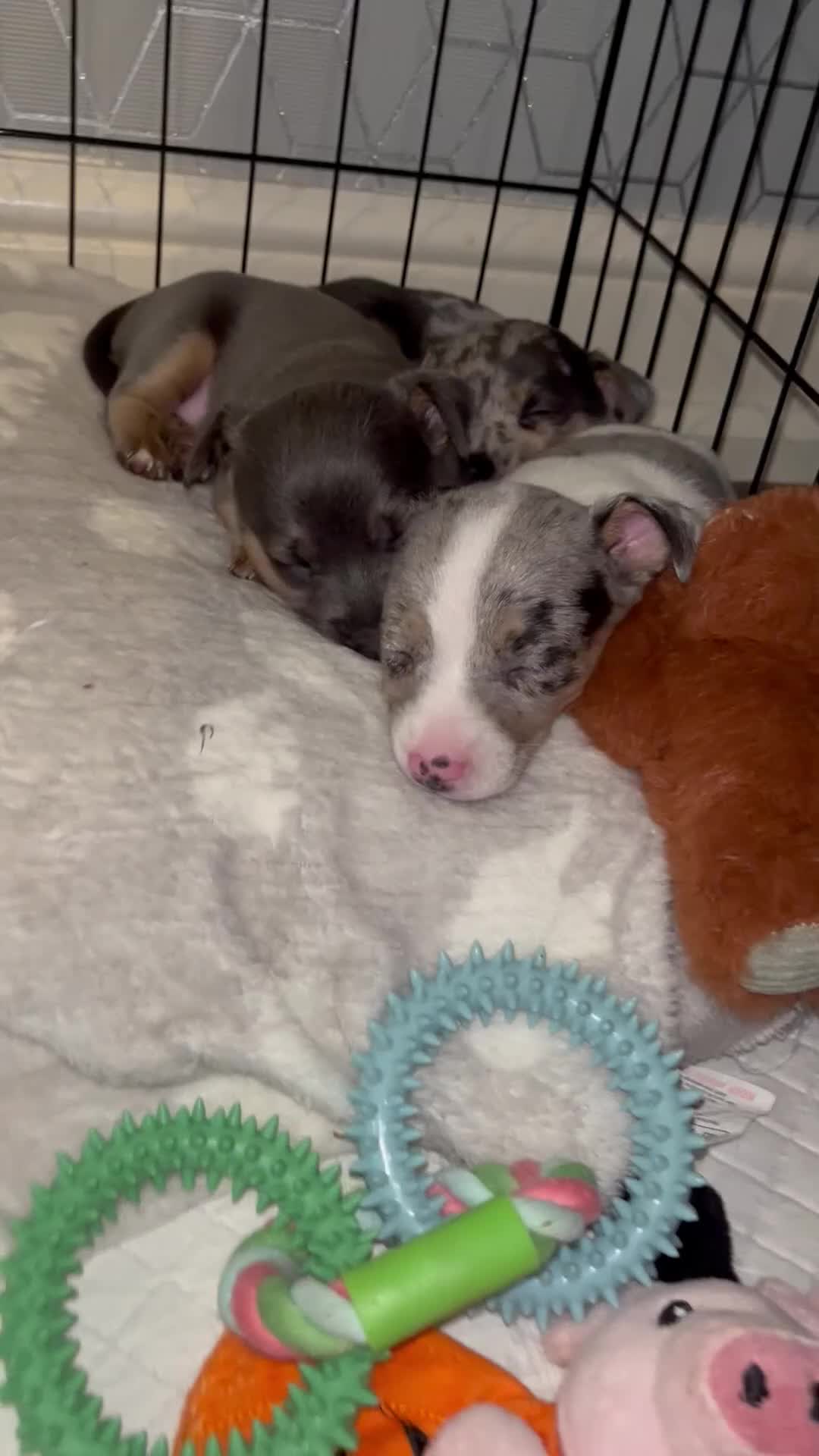 Jack Russell dogs for sale: Miniature Tri coloured Merle Jack Russell  - Video 1