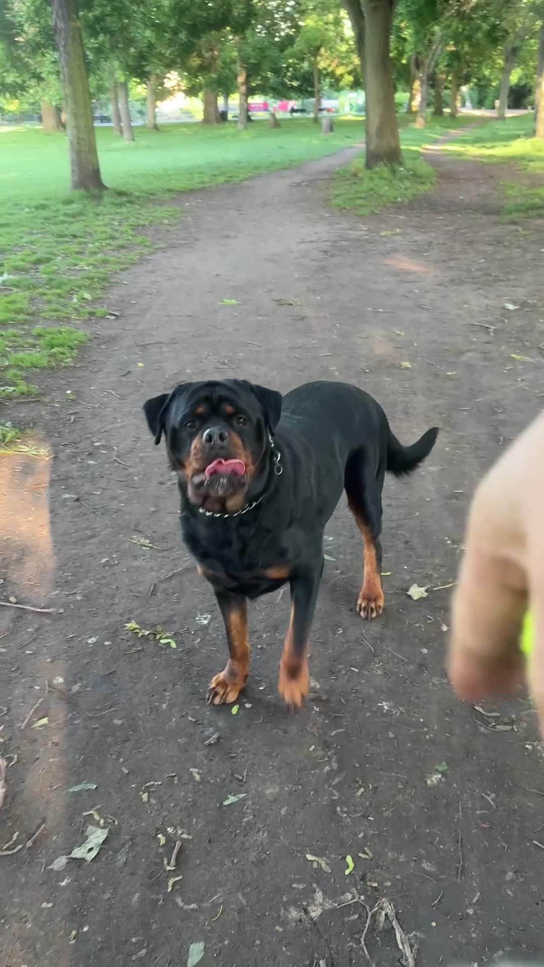 Rottweiler dogs for stud: Champion Bloodline Rottweiler Stud - Video 2