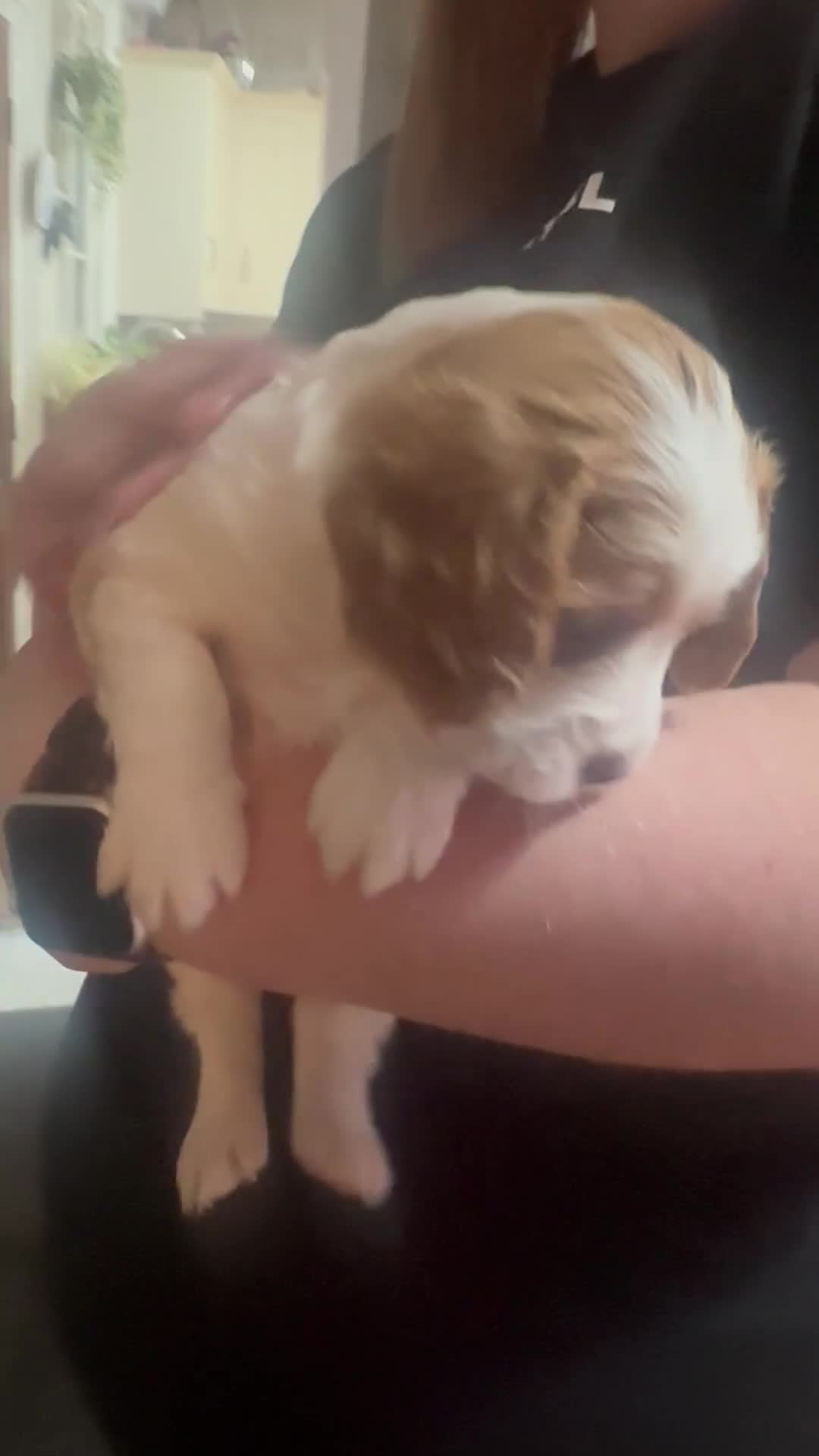 Mixed Breed dogs for sale: Beautiful Cocka/Cavapoo puppies.  - Video 5