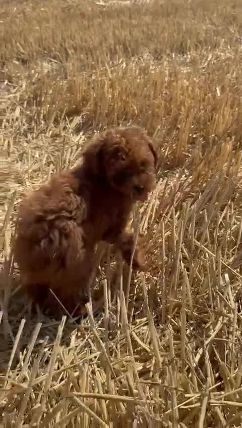 Toy Poodle dogs for sale: Toy Poodle Puppies–Asian Lines–Tiny Size - Video 3