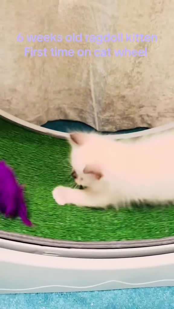 Ragdoll cats for sale: Pure breed GCCF Registered ragdolls - Video 1