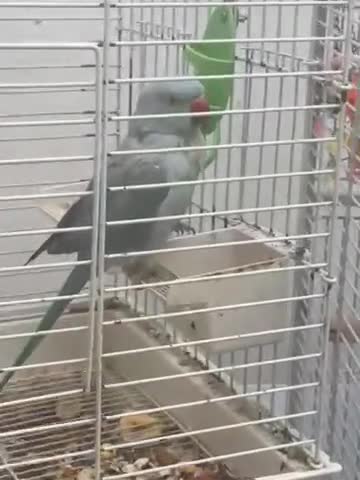 Ringnecks birds for sale: Blue Indian ring neck female  in London - Video 1