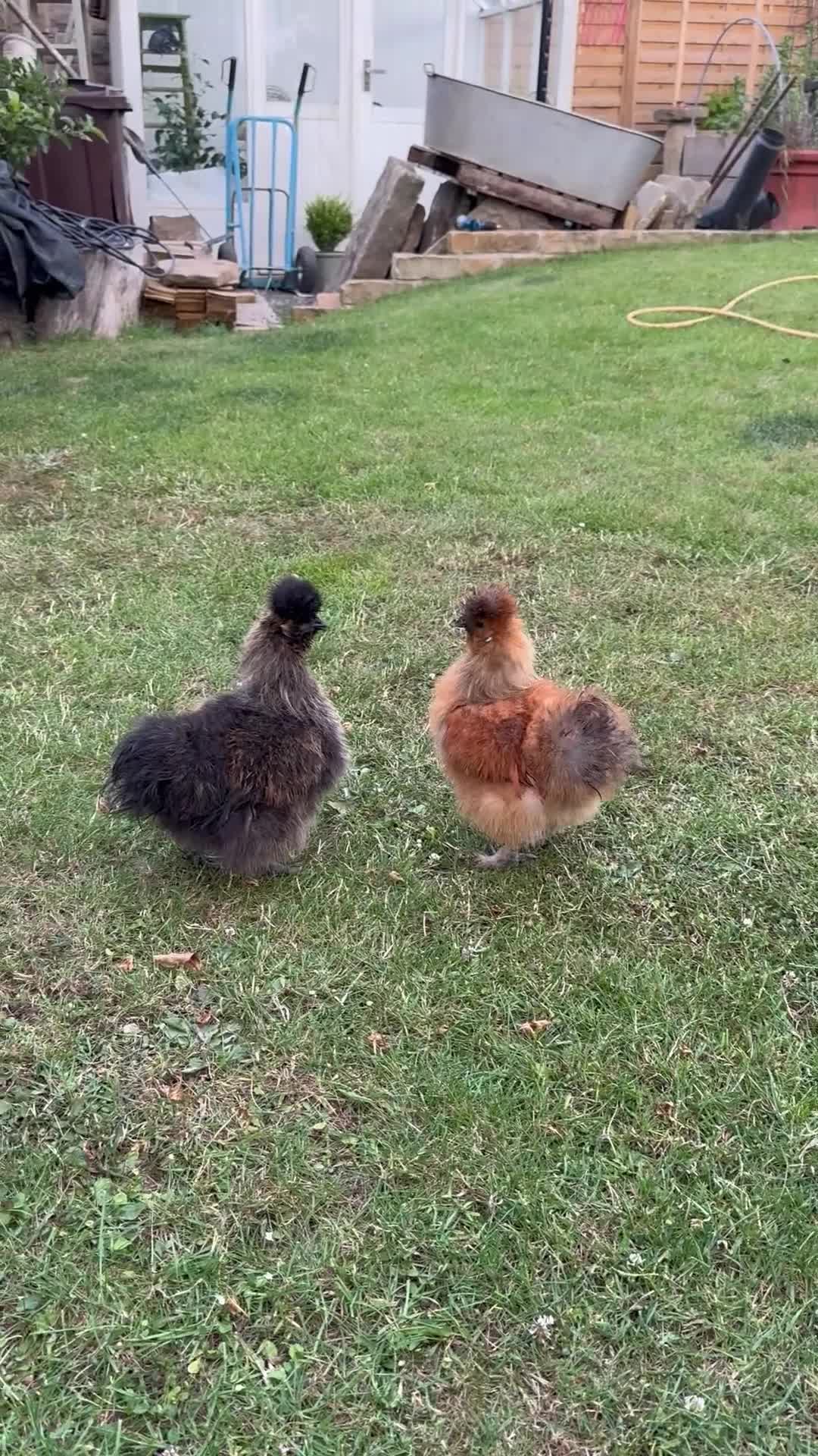 Chickens poultry for sale: Silkie cockerels  - Video 1