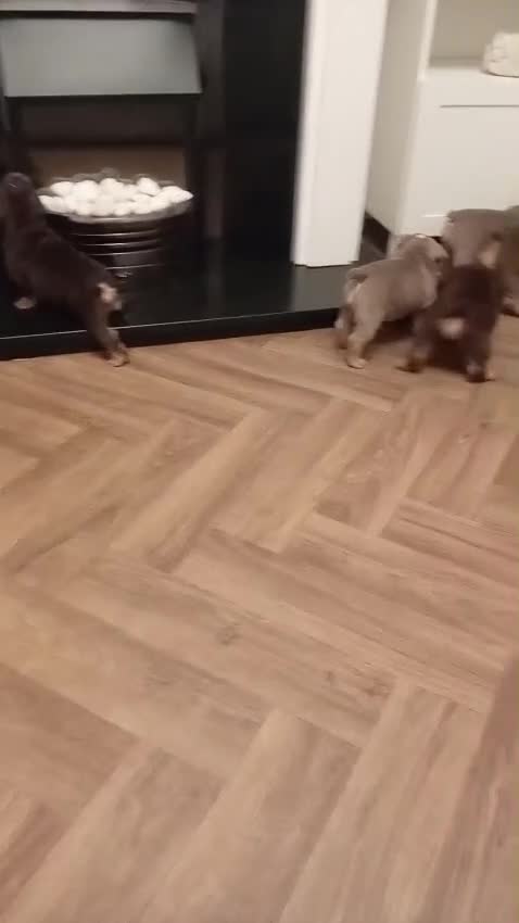 English Bulldog dogs for sale: 🐾 two females english Bulldog pups 🐾 - Video 3