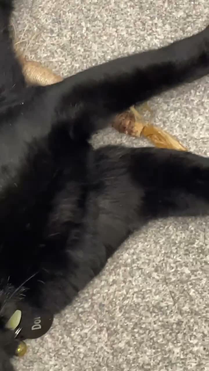 Domestic Shorthair cats for sale: Donut needs a Home - Video 1