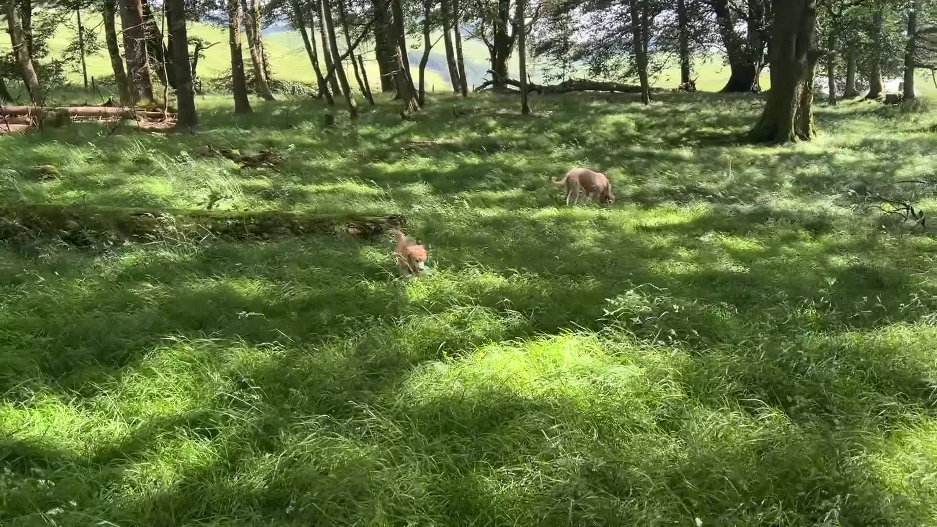 Standard Poodle dogs for sale: KC reg apricot standard poodle boy - Video 1