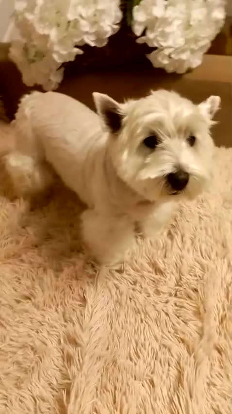 West Highland Terrier dogs for adoption: Tina: The Little Yorkie  - Video 1
