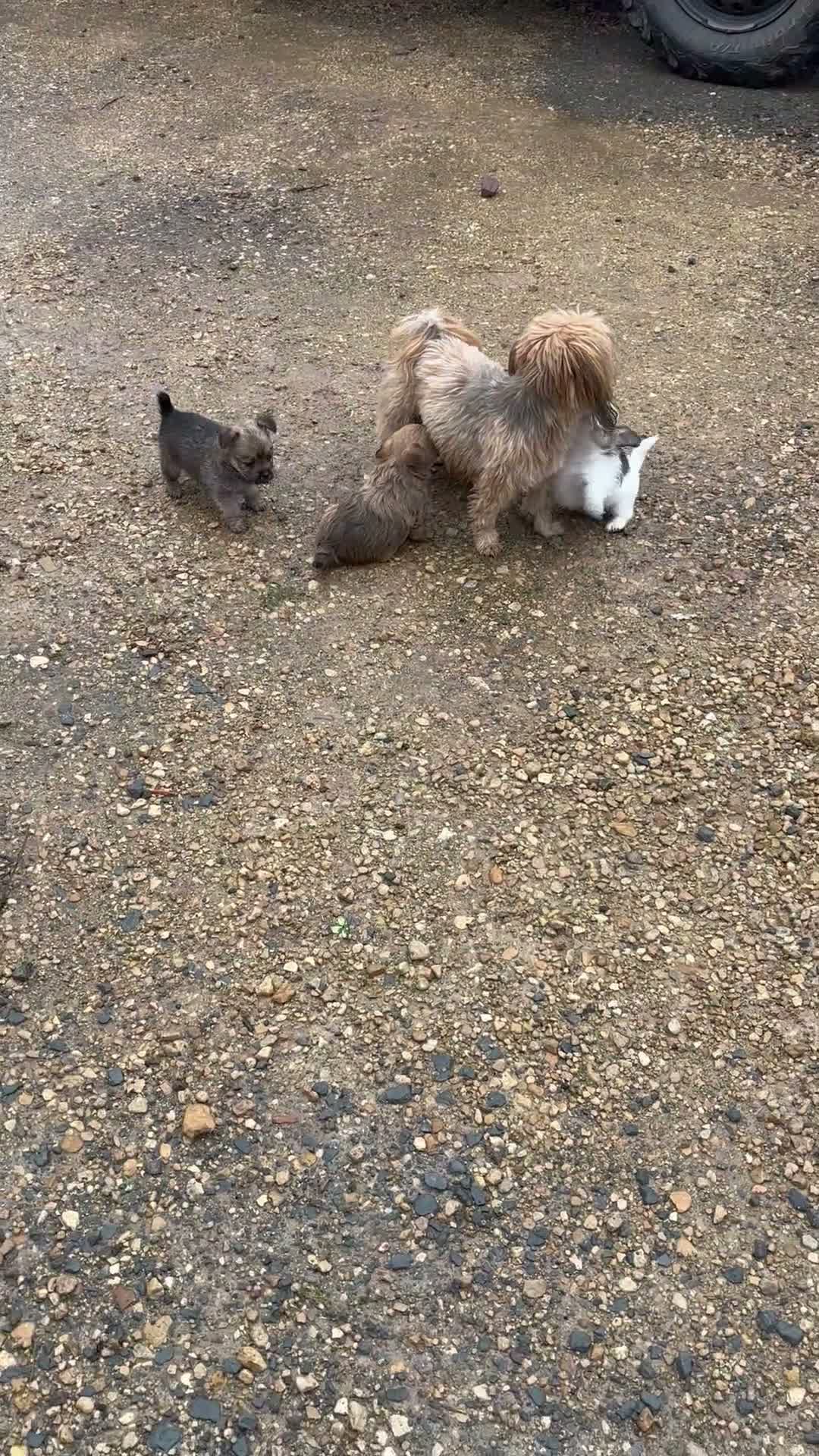 Mixed Breed dogs for sale: Adorable Shih Tzu/Jack Russell Puppies - Video 2