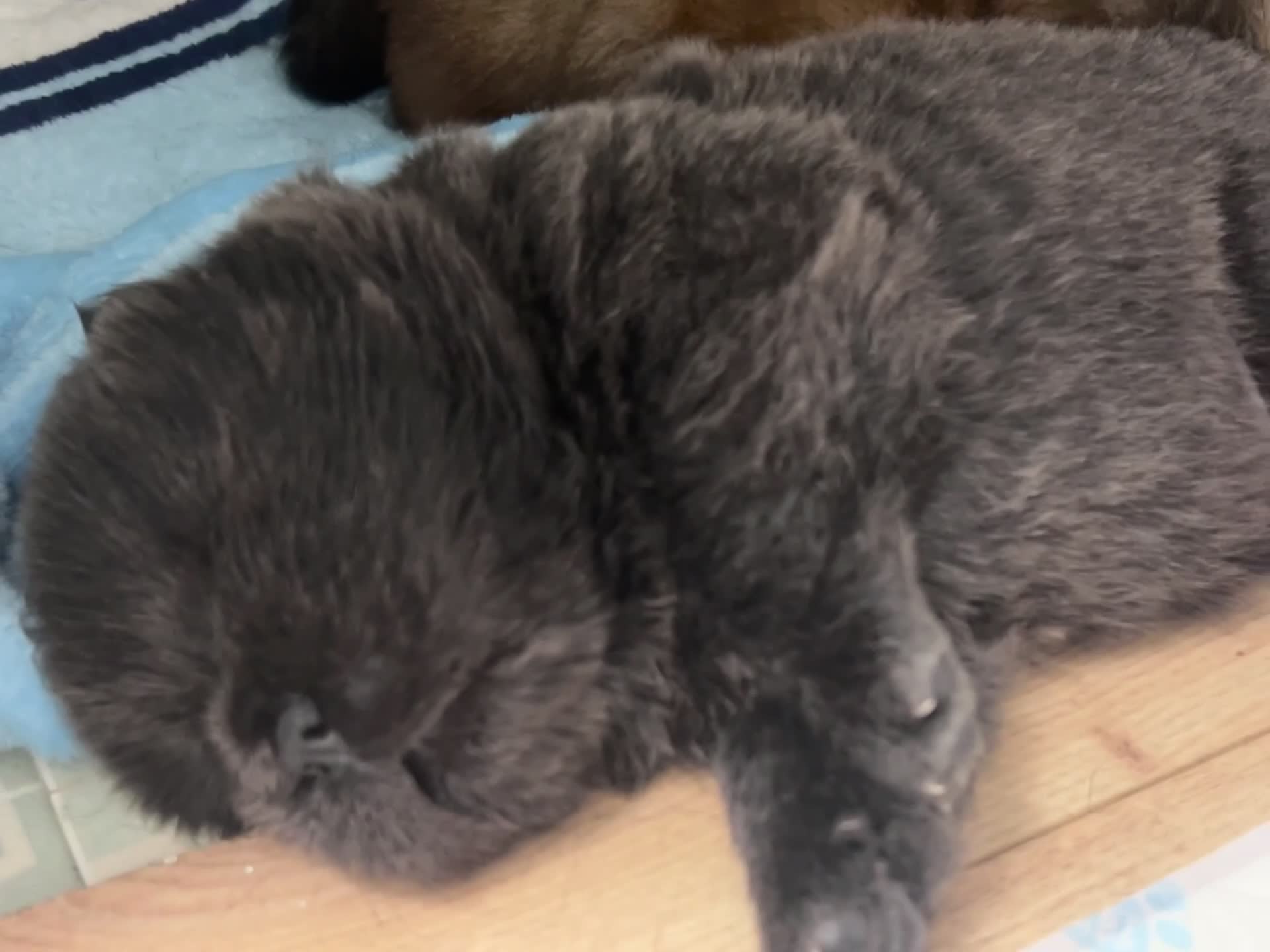 Chow Chow dogs for sale: KC REGISTERED CHOW CHOW  - Video 1