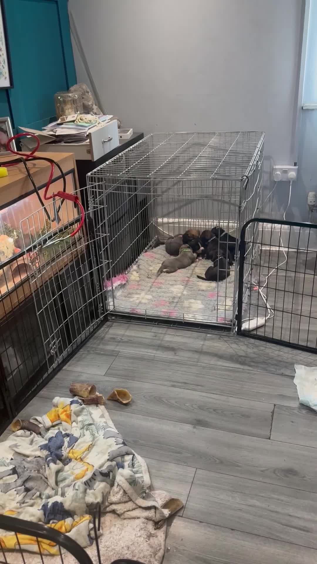 Mixed Breed dogs for sale: Staffy X Cane Corso Puppies - Video 4