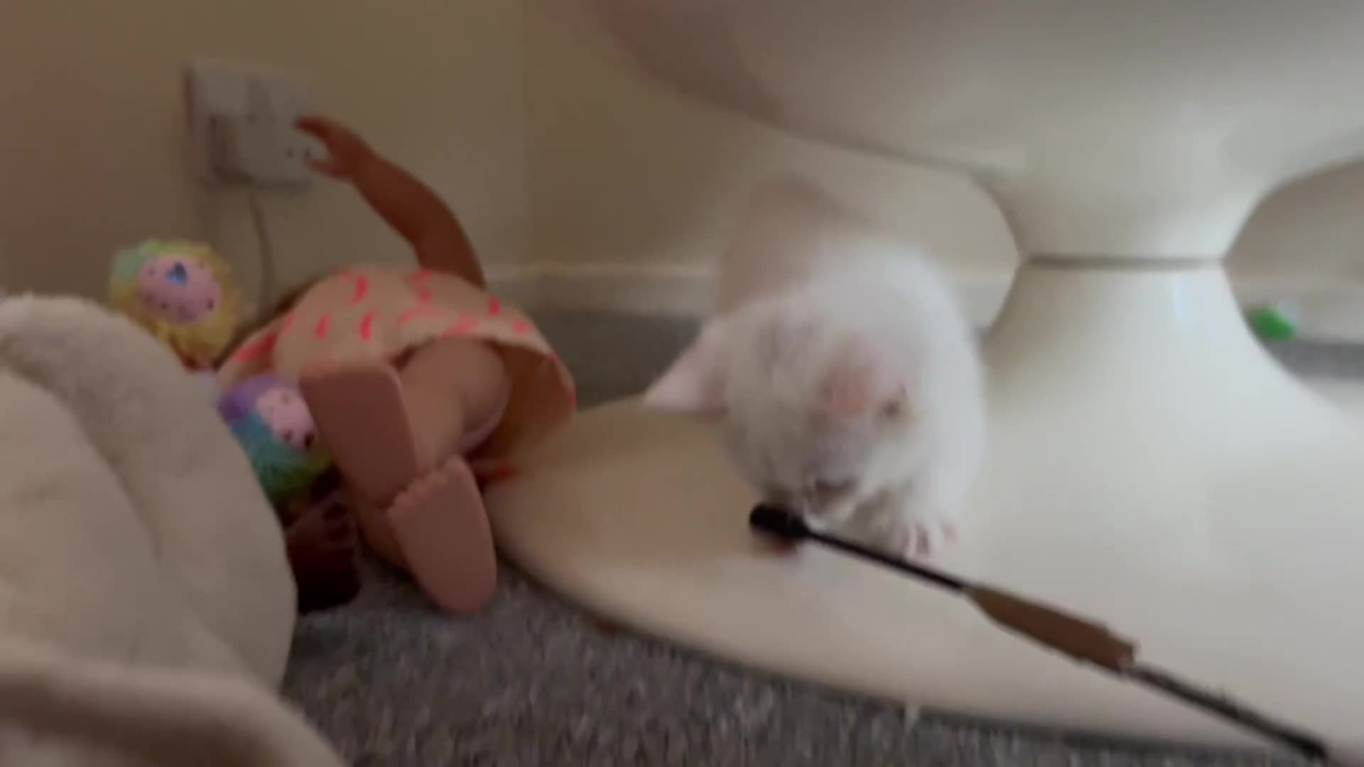 Munchkin cats for sale: A very SPECIAL litter of Munchkins Kittens  - Video 2