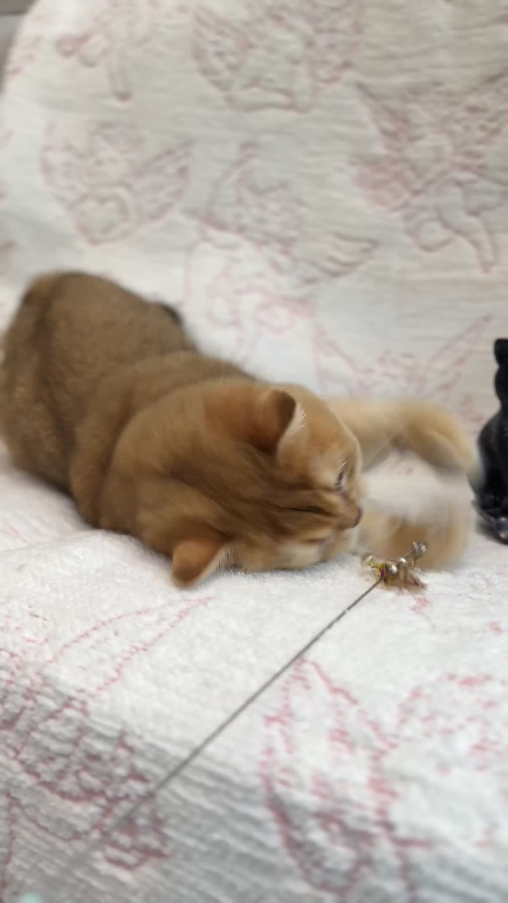 British Shorthair cats for sale: BSH Retired Queen, very young  - Video 1