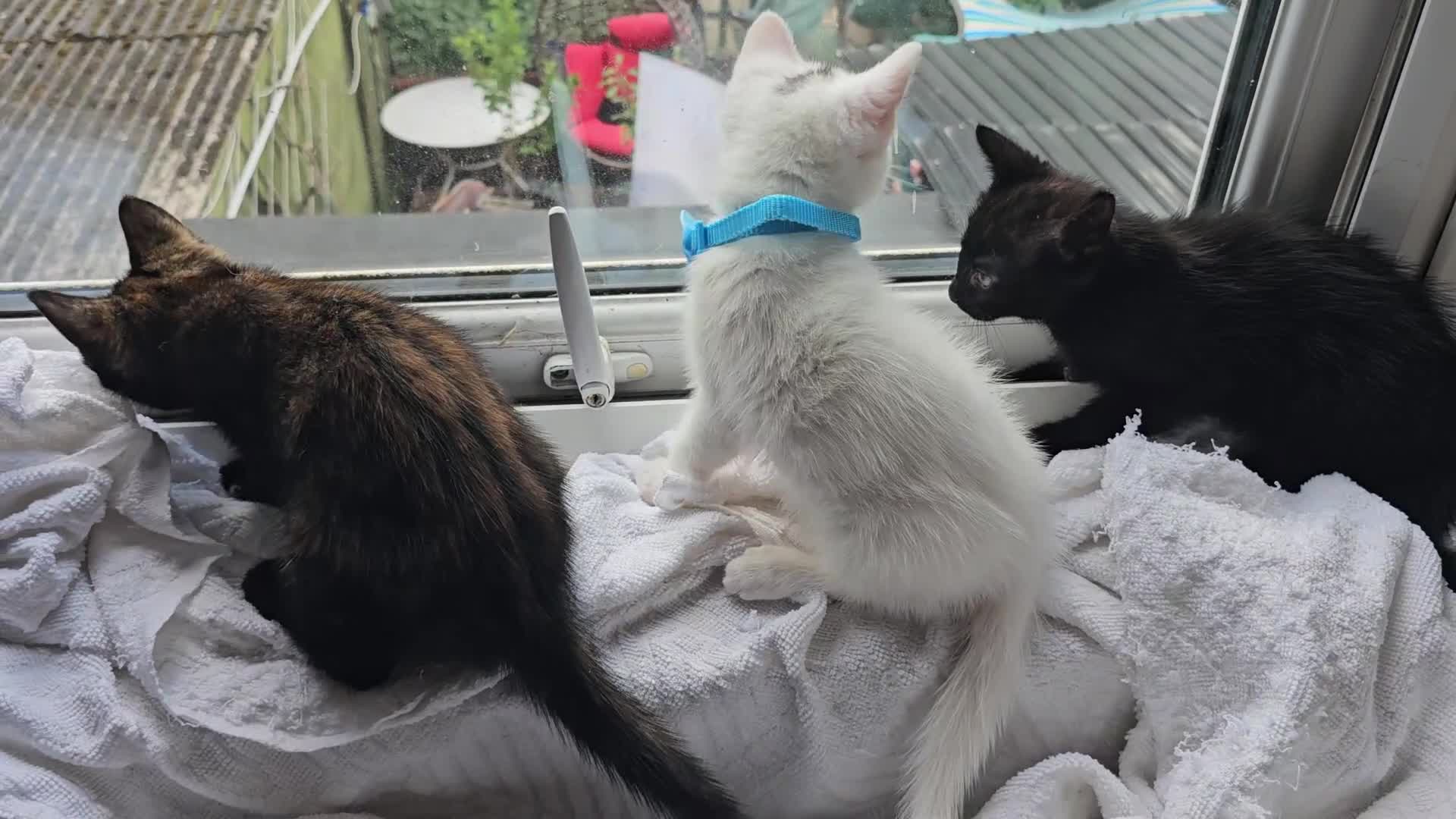 Mixed Breed cats for sale: 3  kittens😸  ready to go in Wisbech - Video 1