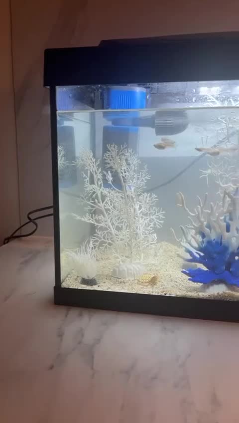 Bettas fish for sale: Fish for sale tank and accessories included  - Video 1