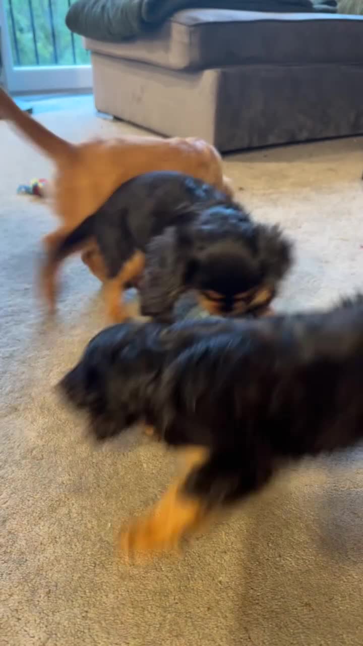 Cavalier King Charles Spaniel dogs for sale: ❤️ LAST PUP – Beautiful Cavalier Pups ❤️ - Video 3
