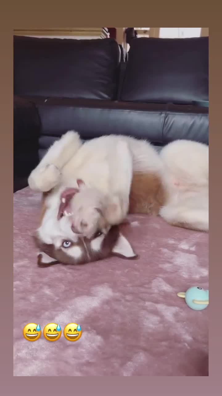 Siberian Husky dogs for stud: ~~Siberian Husky for stud~~ in Borehamwood - Video 1