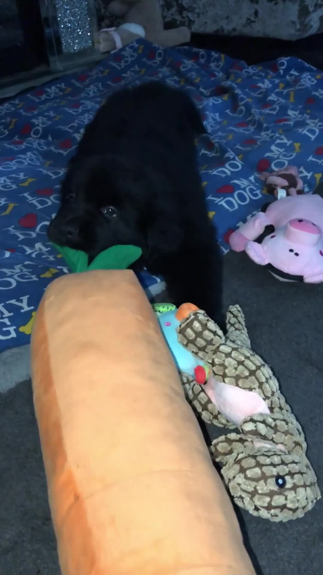 Newfoundland dogs for sale: Balticbears - Video 3