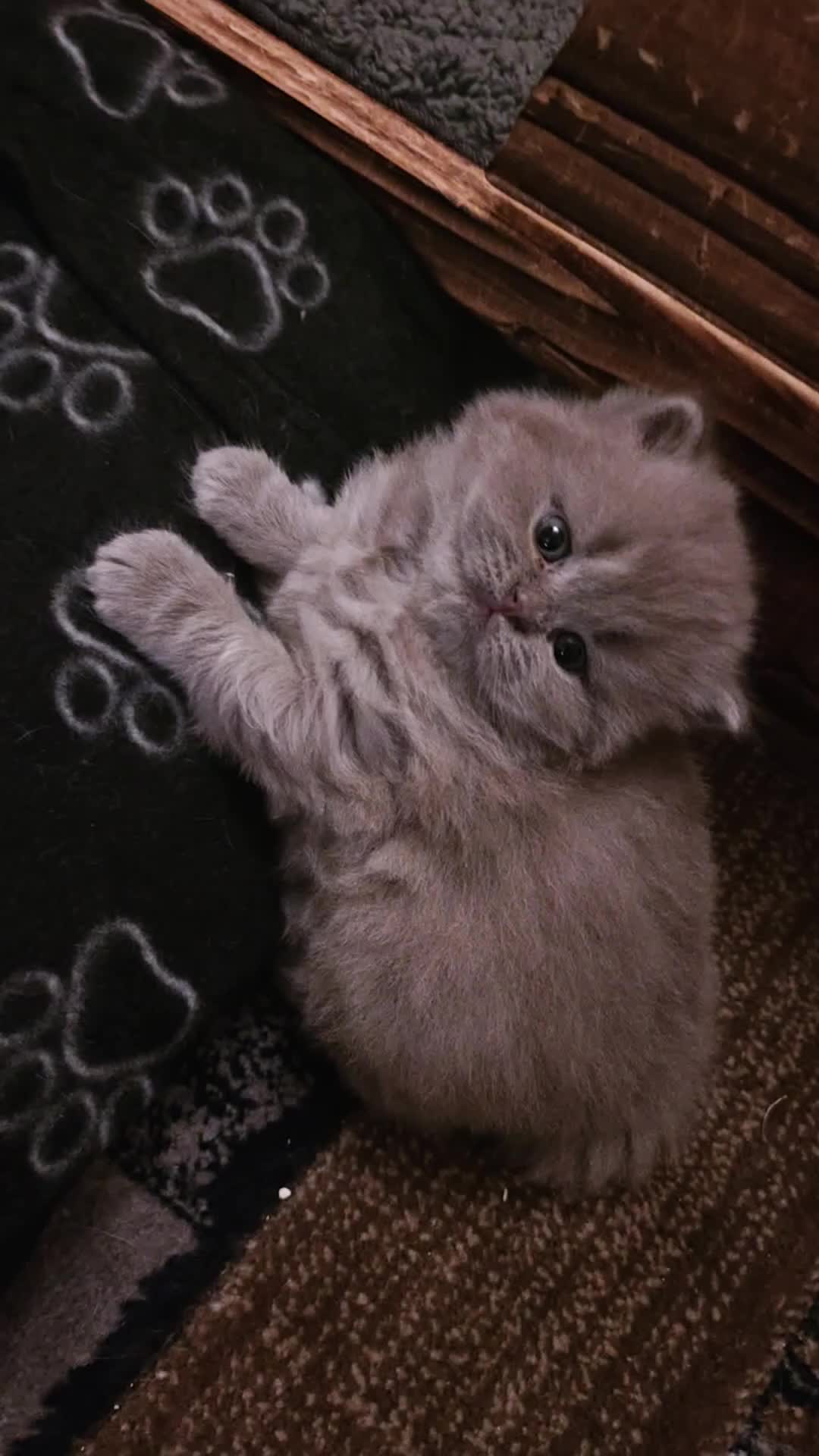 British Shorthair cats for sale: British Shorthair and Longhair  GCCF registered  - Video 1