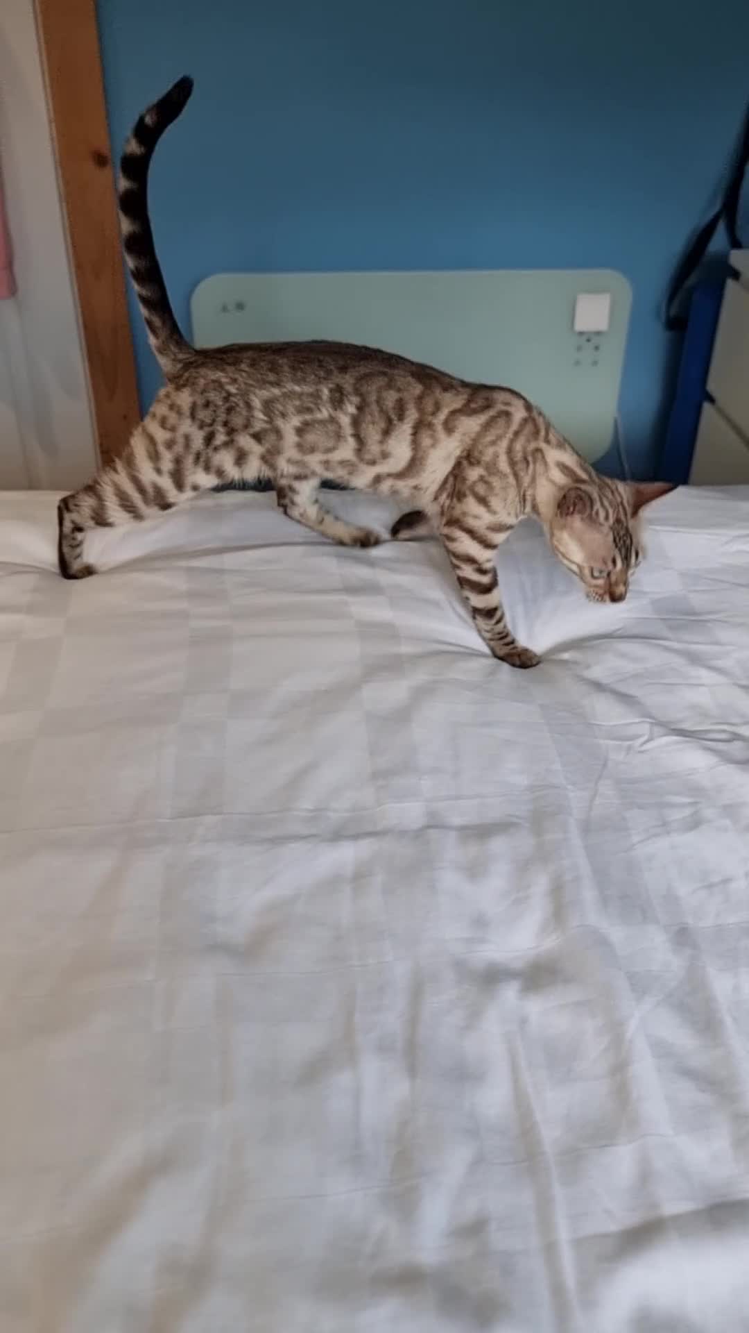 Bengal cats for sale: 12 month old female Bengal ready to leave - Video 2
