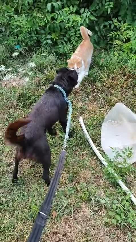 Mixed Breed dogs for adoption: Little Lad Vernon - Available for adoption - Video 2