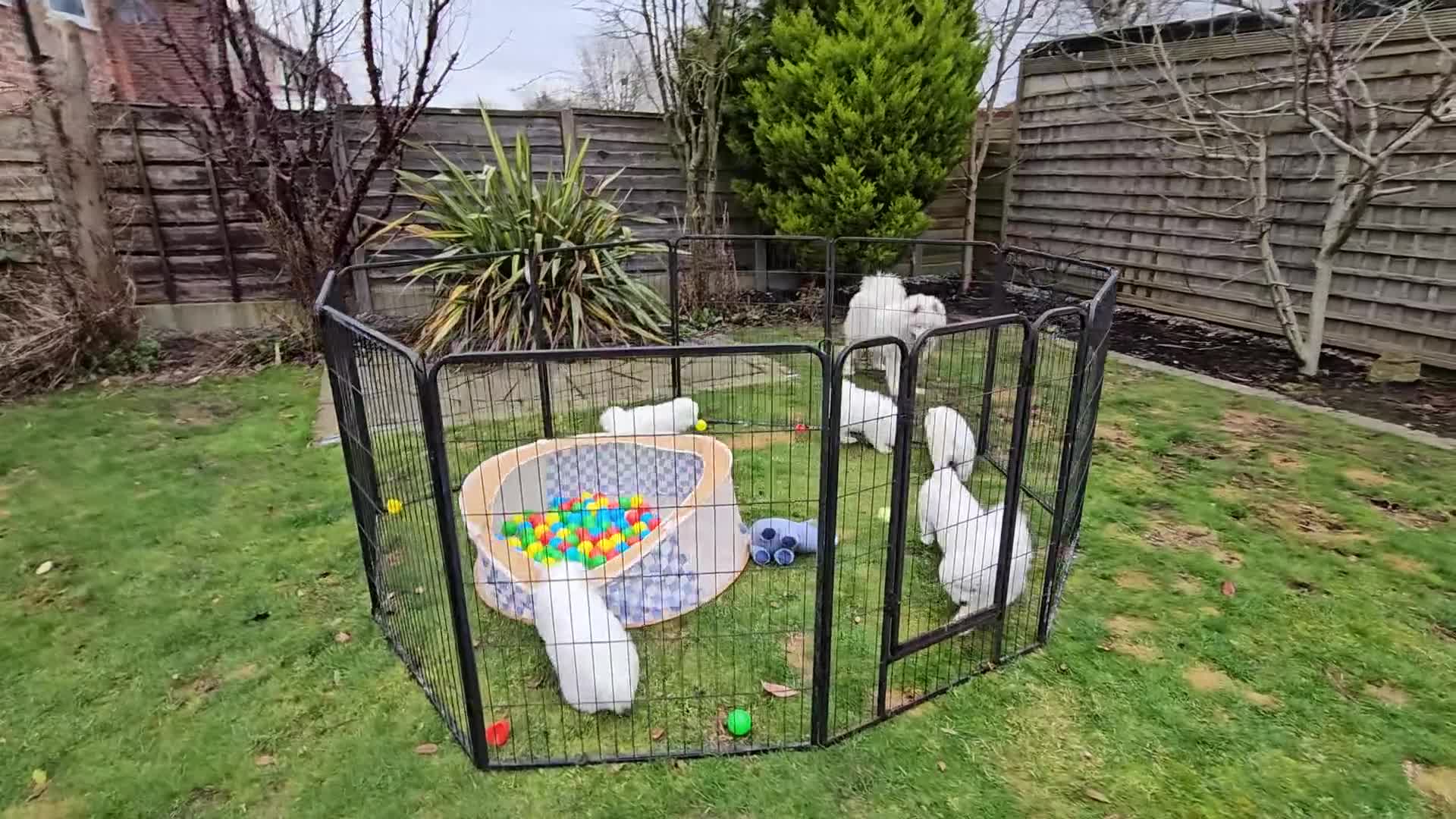 Samoyed dogs for sale: ⭐ EXCEPTIONAL BEAR-HEAD PUPPIES ⭐Champion Heritage - Video 2