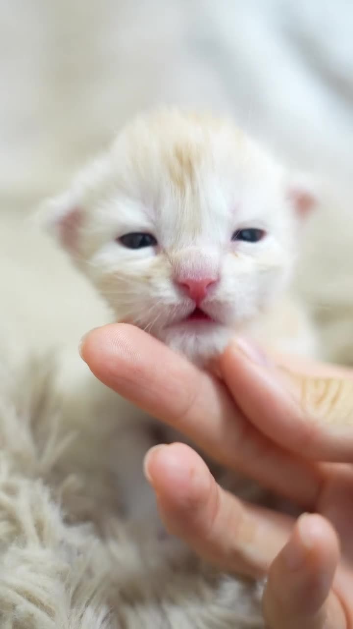 Maine Coon cats for sale: Purebred Adorable Maine Coon Kittens Available - Video 1