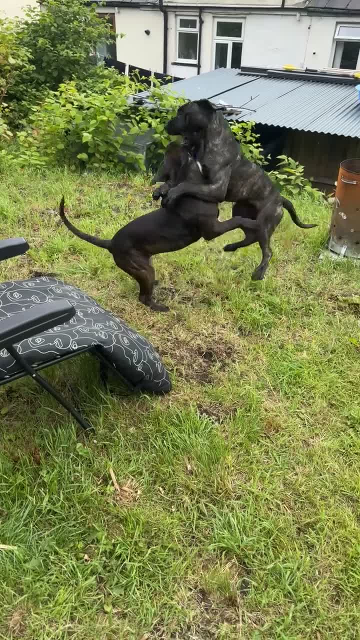 Presa Canario dogs for sale: Presa canario female  - Video 1