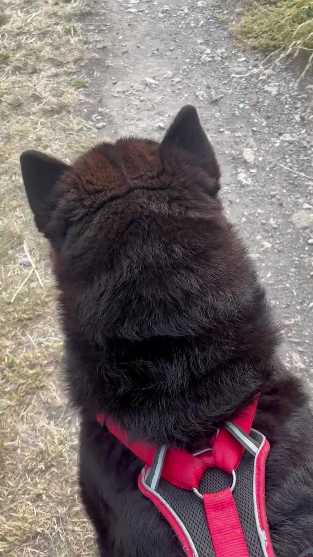 Chow Chow dogs for sale: 8 month old male smooth coat chow chow  - Video 3