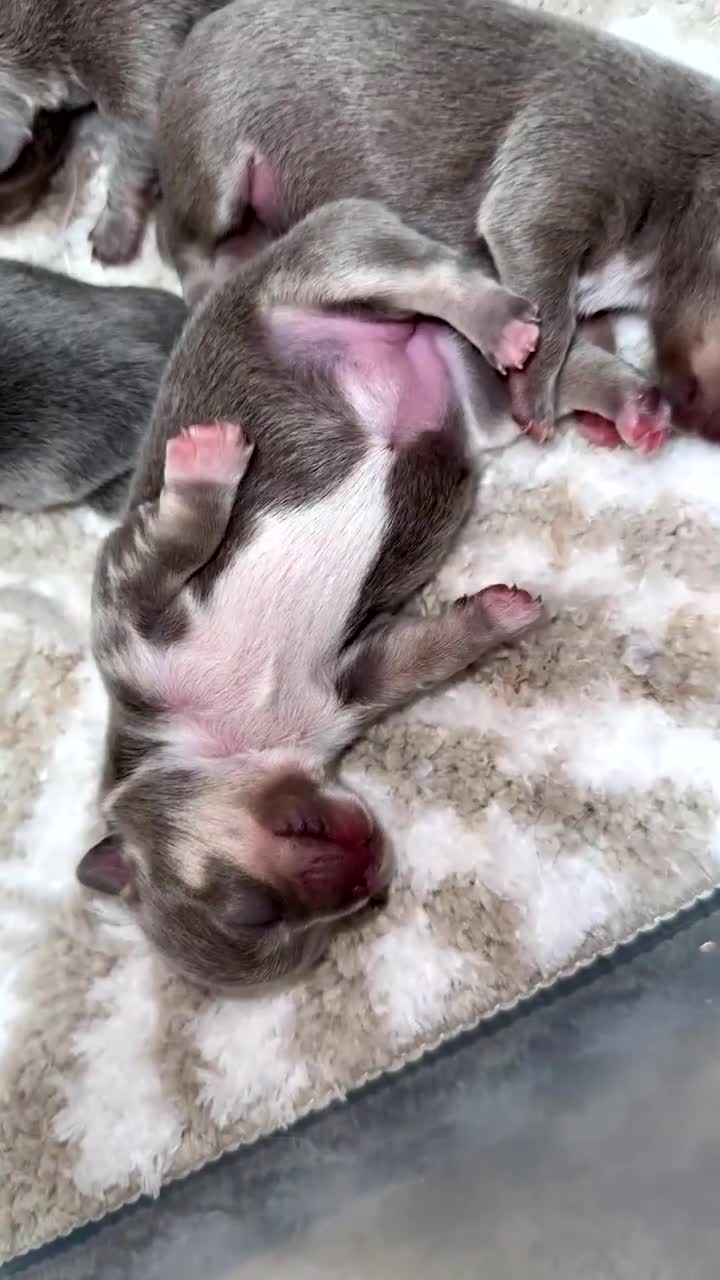 Chihuahua dogs for sale: Outstanding BLUE/TAN & LILAC/TAN puppies  - Video 2