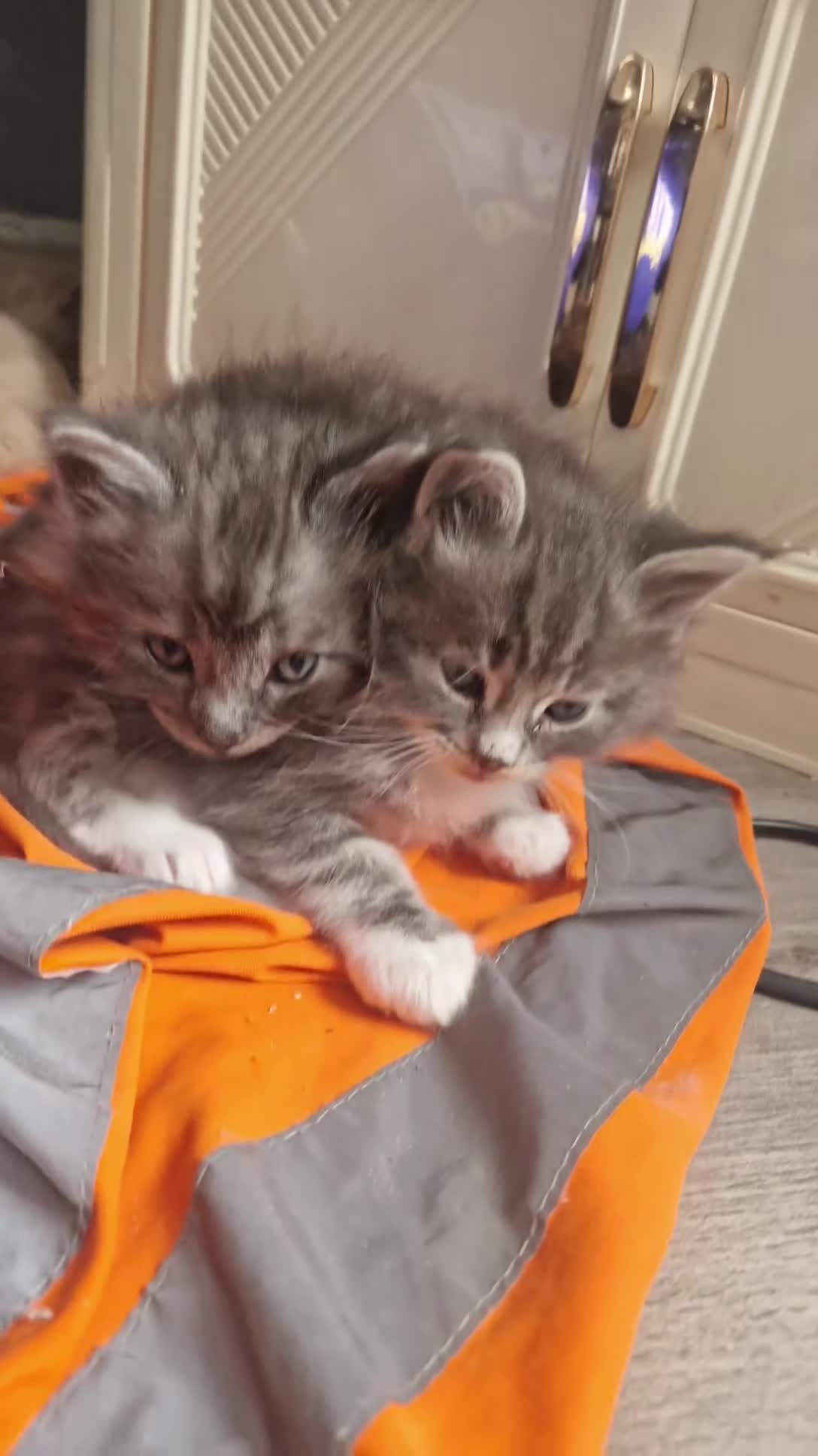 Ragcoon cats for sale: Stunning Ragcoon baby's 2 available  - Video 1