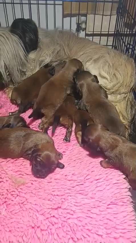 Mixed Breed dogs for sale: Cavalier skye cross - Video 1