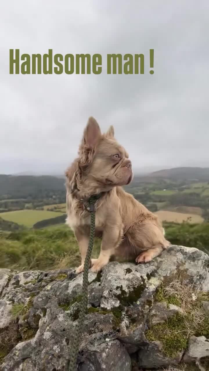 French Bulldog dogs for stud: French bulldog  - Video 1