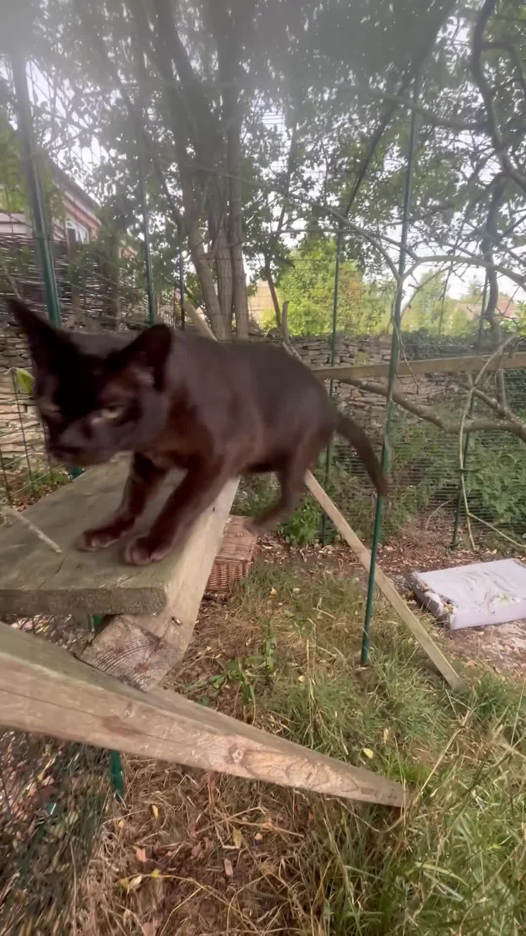 Burmese cats for sale: Pedigree Burmese retired queen and stud   - Video 1